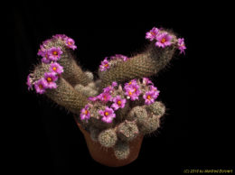 Mammillaria alamensis 528